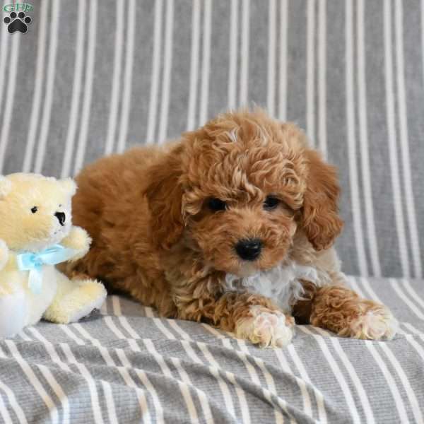 Tina, Mini Goldendoodle Puppy
